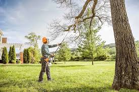 Best Tree Preservation Services  in Los Lunas, NM