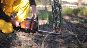 Best Pest Control for Lawns  in Los Lunas, NM