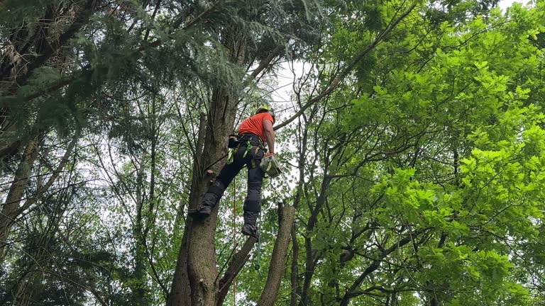 Best Tree Risk Assessment  in Los Lunas, NM