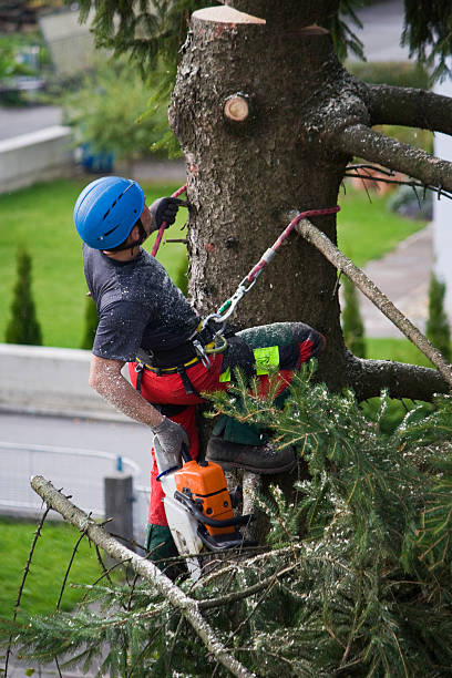 Best Tree Mulching  in Los Lunas, NM