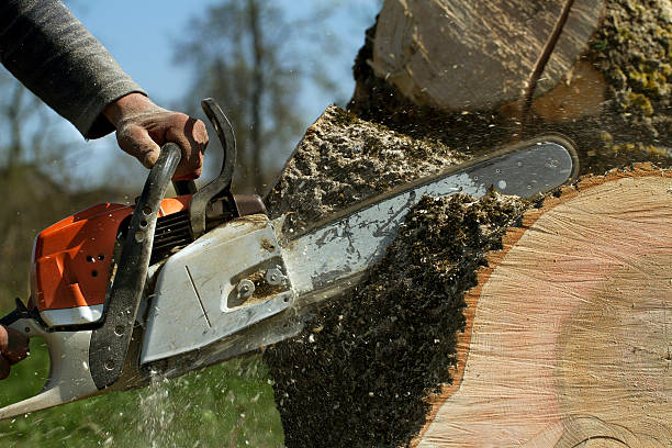 Best Tree Cabling and Bracing  in Los Lunas, NM