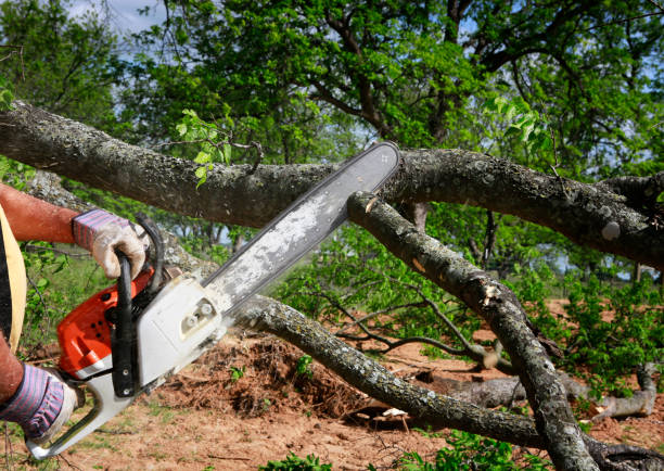 Reliable Los Lunas, NM Tree Removal Solutions
